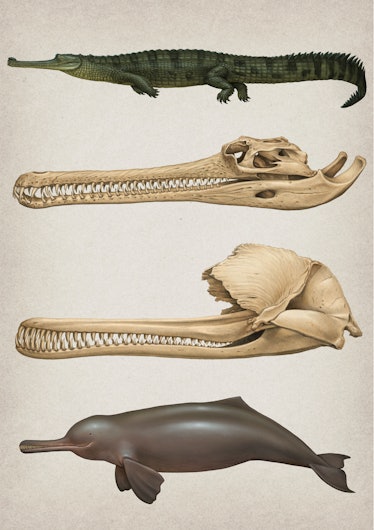 Convergent evolution of the skull in river dolphins and gharials.