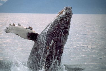 whale breaching above water