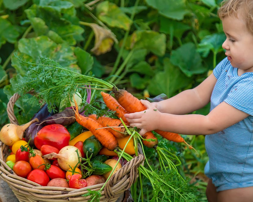 A child picks onions, carrots, and more fall vegetables from the garden.
