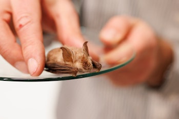 17 December 2021, Bavaria, Munich: A bat of the species "horseshoe bat" (Rhinolophidae) is seen in t...