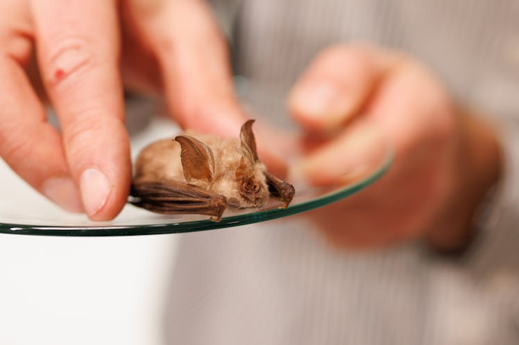 17 December 2021, Bavaria, Munich: A bat of the species "horseshoe bat" (Rhinolophidae) is seen in t...