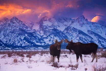 Popular ski destinations for the winter include Jackson Hole in Wyoming.