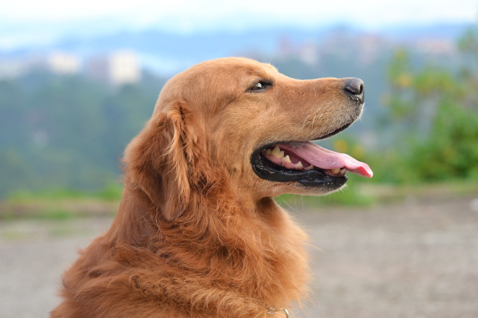 can dogs sense cortisol