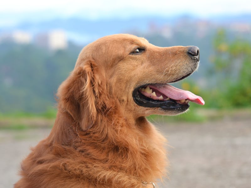 Golden retriever in nature staring into the distance.