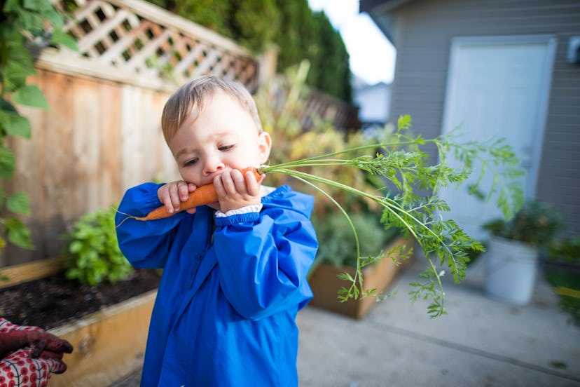 Waist up shot of a baby boy eating a fresh carrot from a backyard vegetable garden in a round up of ...