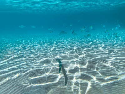 The bottom of a sea with various types of fishes swimming around