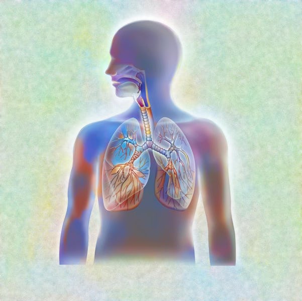 Anatomy of the airways, trachea and lungs with bronchi