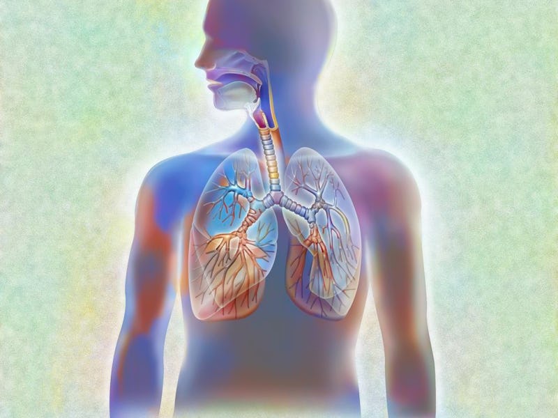 Anatomy of the airways, trachea and lungs with bronchi