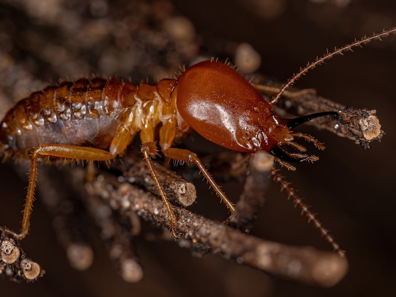 Adult Jawsnouted Termite of the species Syntermes molestus