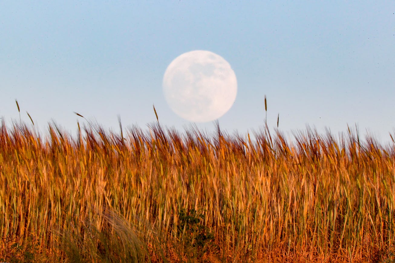 VAN, TURKIYE - JUNE 13: Full moon rises behind the wheat fields in Van, Turkiye on June 13, 2022. (P...