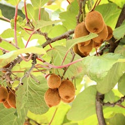 Kiwi fruits hanging on a tree