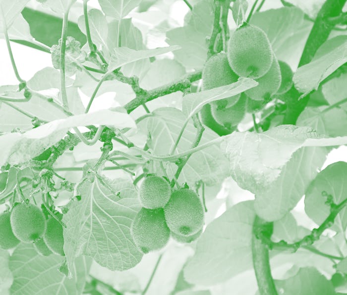 Kiwi fruits hanging on a tree