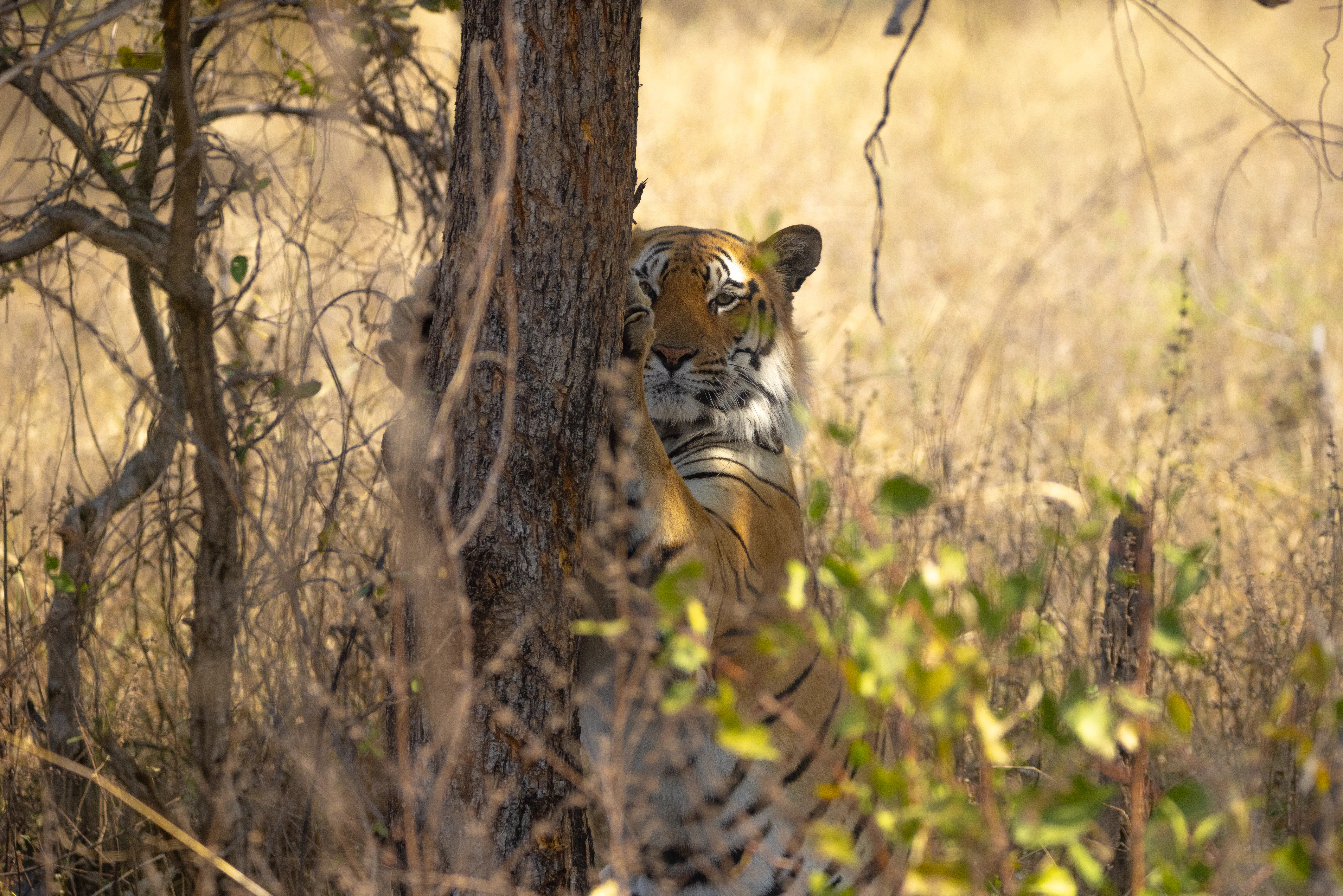 Mom Fought Off A Tiger To Save Her Toddler