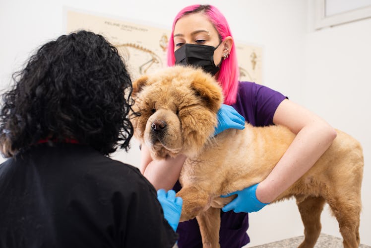 A dog receiving treatment at a veterinary clinic.