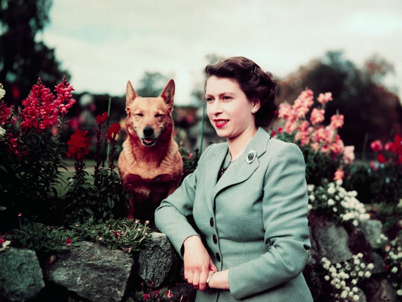 Queen Elizabeth II of England at Balmoral Castle with one of her Corgis, 28th September 1952. UPI co...