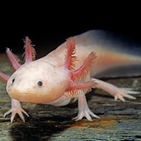These funky salamanders may help unlock the mysteries of the brain