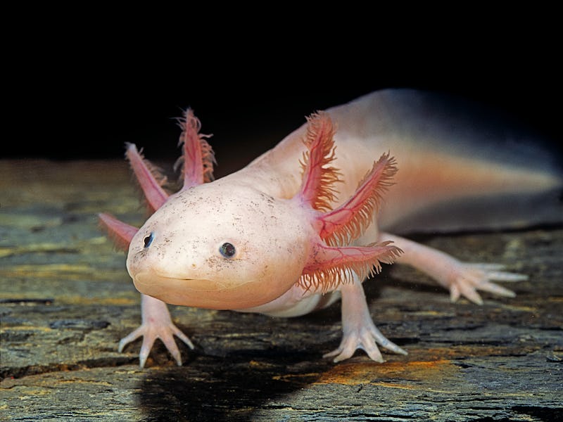 Ambystomatidae. Lac Xochimilco, au Mexique.Taille moyenne : 20 cm