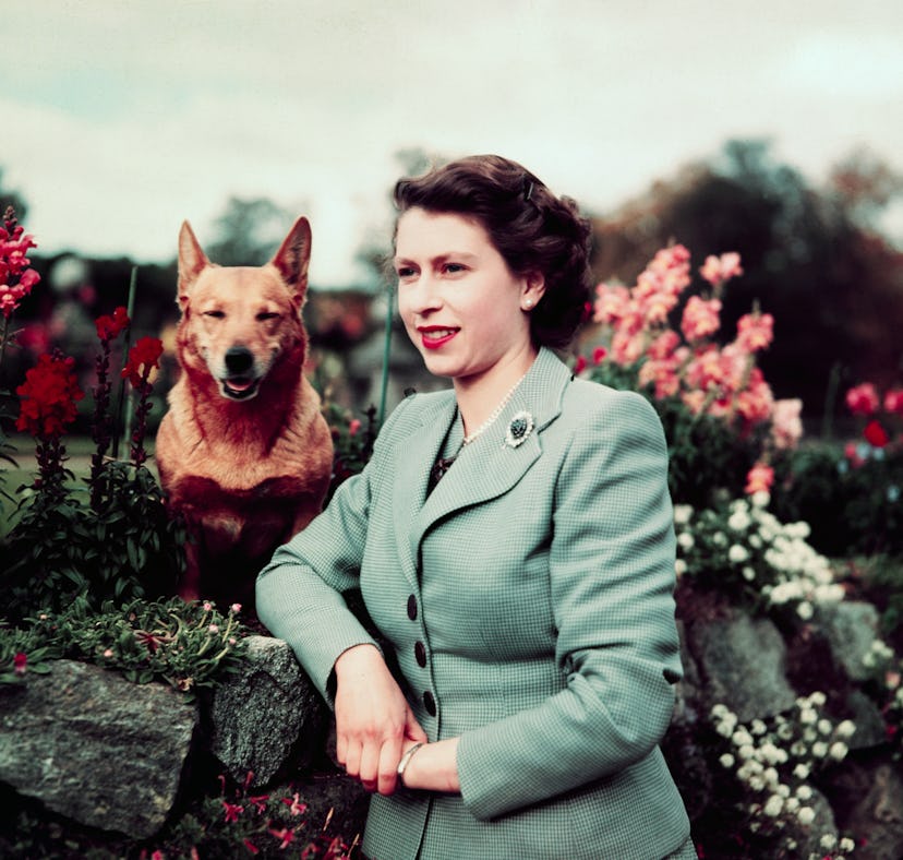 Queen Elizabeth II of England at Balmoral Castle with one of her Corgis, 28th September 1952. UPI co...