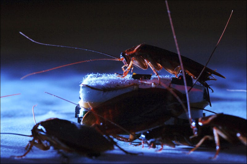 FRANCE - JUNE 21:  Robots manage to infiltrate a group of insects in Rennes, France on June 21, 2005...