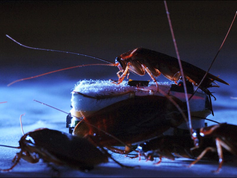 FRANCE - JUNE 21: Robots manage to infiltrate a group of insects in Rennes, France on June 21, 2005...