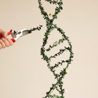 Modifying DNA (deoxyribonucleic acid), conceptual image.