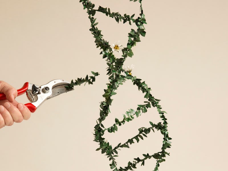Modifying DNA (deoxyribonucleic acid), conceptual image.
