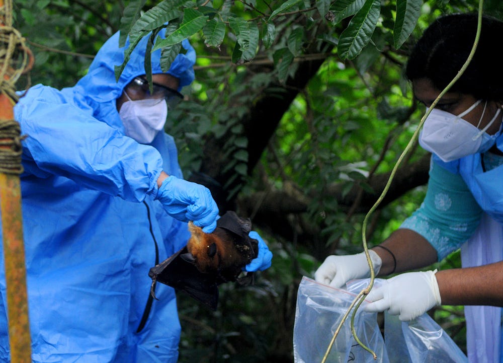 Kozhikode, India - September 07: (BILD ZEITUNG OUT) Officials deposit a bat into a Plastic bag after...