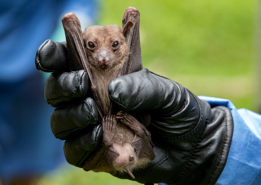 QUEEN ELIZABETH NATIONAL PARK, UGANDA - AUGUST 25: A fruit bat captured by CDC scientists Brian Amma...