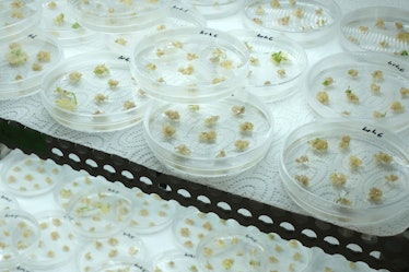 Petri dishes with genetically modified barley.