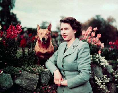 Queen Elizabeth II of England at Balmoral Castle with one of her Corgis, 28th September 1952. UPI co...