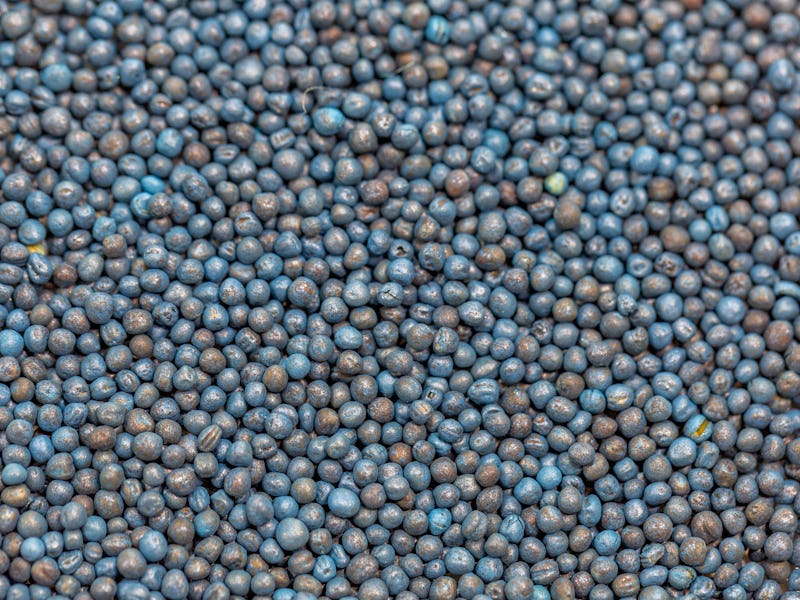 Macro. Processed blue-coated rapeseed seeds in a petri dish in the lab. High quality photo