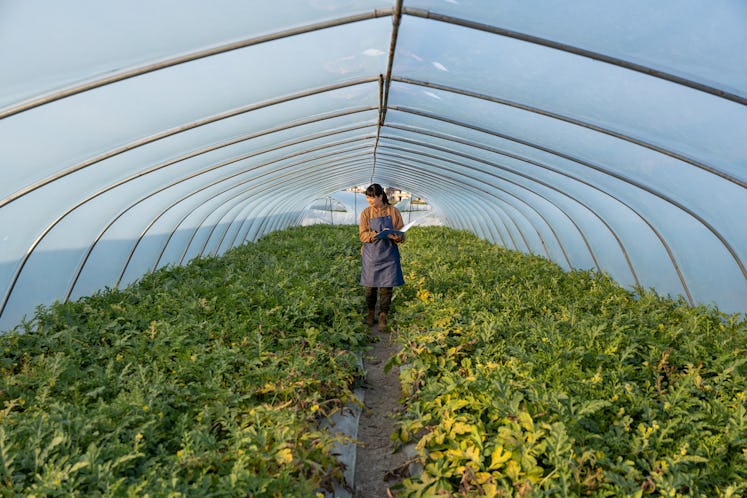 An Asian female agronomist works in a watermelon greenhouse