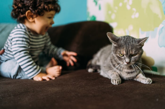 Cats don't always like babies.
