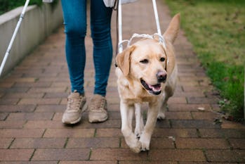 disabled, mobility, service dog, trained dog