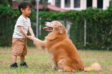 Portrait of an Asian little boy handshake with his dog in park