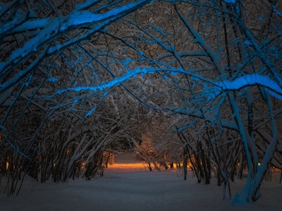 A fabulous landscape of a dark mysterious winter forest. Tree branches covered with snow glowing in ...