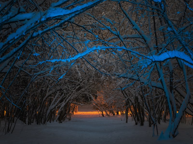 A fabulous landscape of a dark mysterious winter forest. Tree branches covered with snow glowing in ...