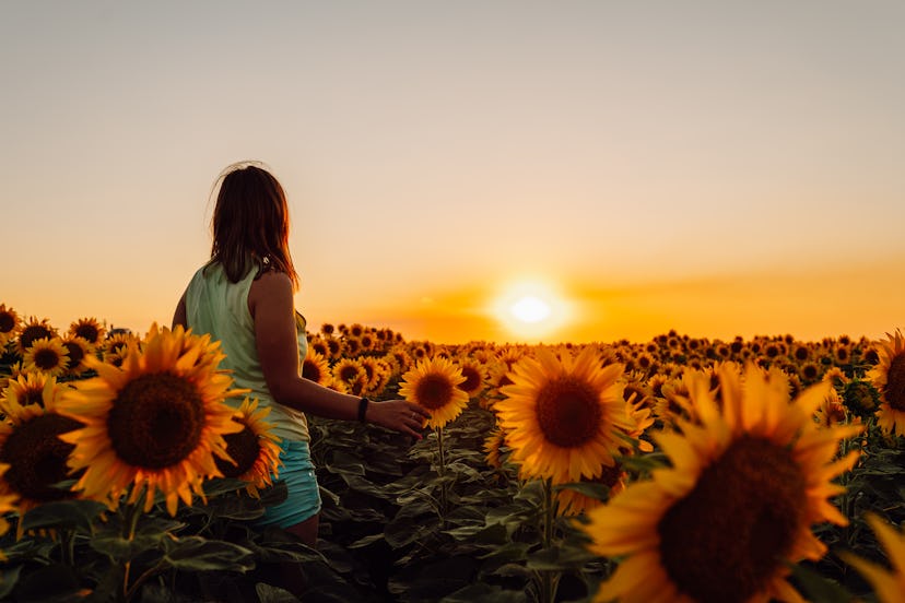 Woman in blooming field of sunflowers. Rear view of woman at sunset in field of yellow flowers. Copy...