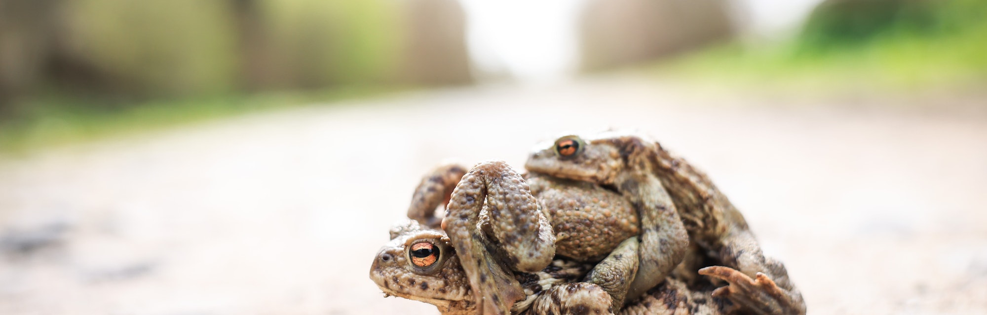13 April 2022, Schleswig-Holstein, Niendorf: A toad carries two conspecifics on a field path near Ni...