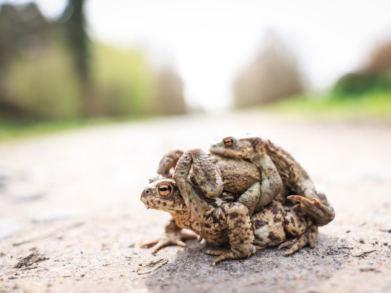 13 April 2022, Schleswig-Holstein, Niendorf: A toad carries two conspecifics on a field path near Ni...