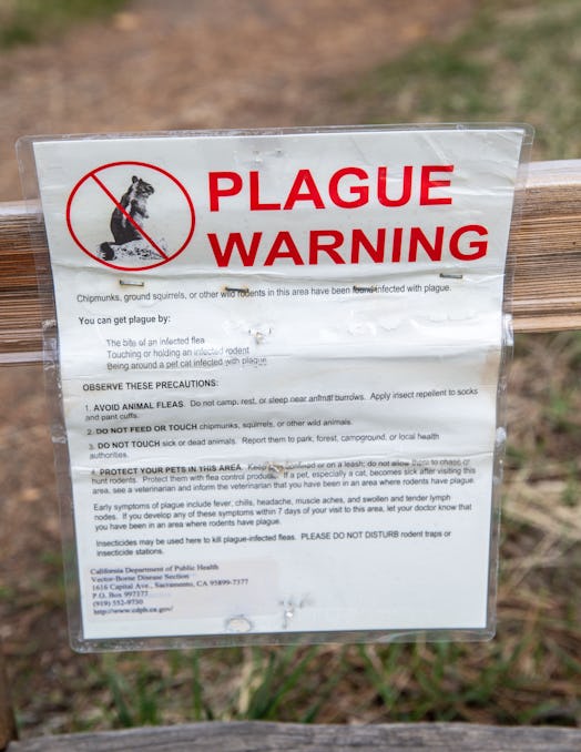 SOUTH LAKE TAHOE, CA - APRIL 7:  A bubonic plague warning is posted on the Rainbow Trail at Taylor C...