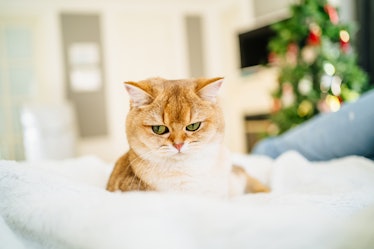 Sad ginger cat lying on a white linen indoors