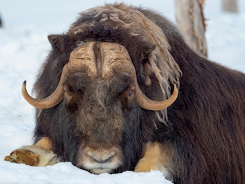 Male Muskox (or Muskoxen. Ovibos moschatus) in deep snow during winter. Europe. Scandinavia. Norway....