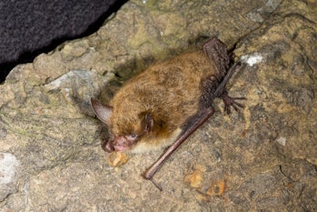 Northern Myotis Bat, Northern Long-eared Bat