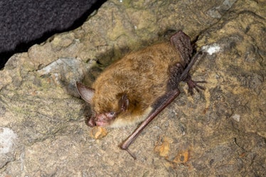 Northern Myotis Bat, Northern Long-eared Bat