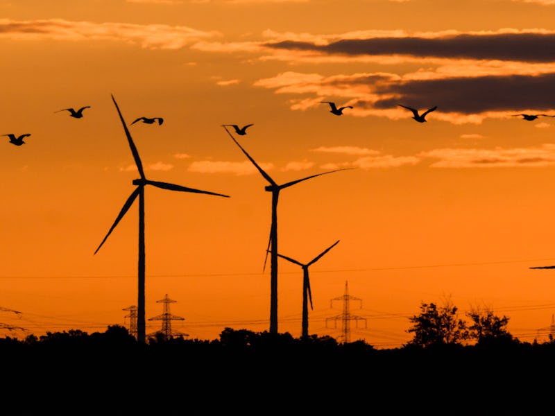 01 September 2022, Lower Saxony, Hanover: Birds fly at sunrise in front of wind turbines in the Hann...