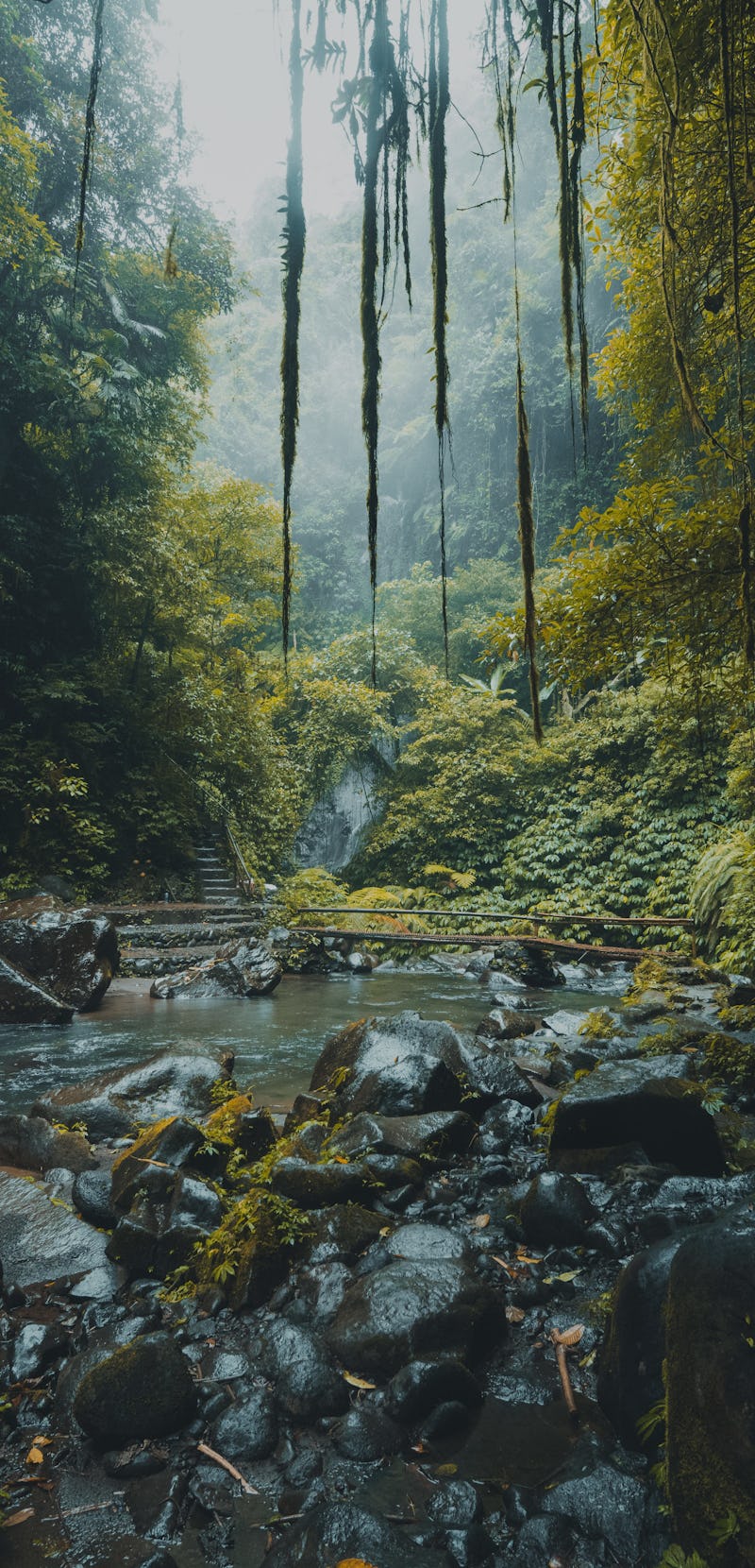 A river stream deep down in the green tropical rainforest of Bali, Indonesia.