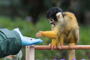 LONDON, UNITED KINGDOM - JANUARY 03: A zookeeper gives treats to a squirrel monkey during the annual...