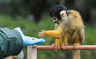 LONDON, UNITED KINGDOM - JANUARY 03: A zookeeper gives treats to a squirrel monkey during the annual...