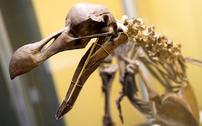 The fossil of a dodo can be seen at a booth during the 'Munich Show - Mineral Days' in Munich, Germa...